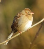 Field Sparrow