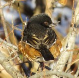 Sparrows, Towhees and Longspurs
