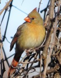 Northern Cardinal