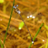 Southern Spreadwing