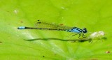 Skimming Bluet