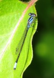 Skimming Bluet