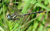 Pronghorn Clubtail