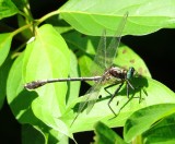 Black-Shouldered Spinyleg
