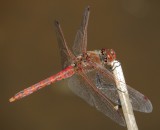 Variegated Meadowhawk