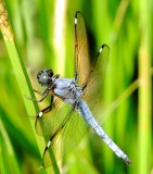 Spangled Skimmer