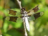 Common Whitetail