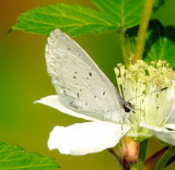 Spring Azure