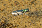 Cream-Edged Tiger Beetle