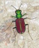 Splendid Tiger Beetle