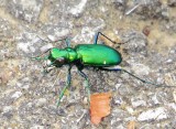 Six-Spotted Tiger Beetle