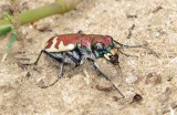 Big Sand Tiger Beetle