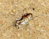 Hairy-Necked Tiger Beetle