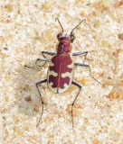 Big Sand Tiger Beetle