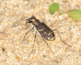 Oblique-Lined Tiger Beetle