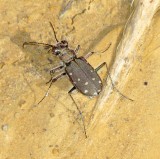 Twelve-Spotted Tiger Beetle