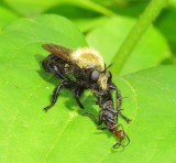 Bee-Like Robber Flies