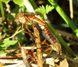 Prairie Robber Fly