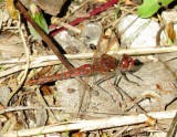 Variegated Meadowhawk