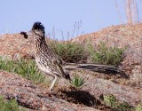 Greater Roadrunner