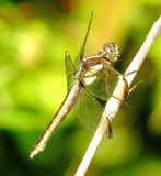 Spangled Skimmer