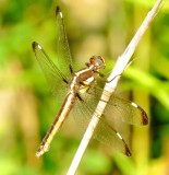 Spangled Skimmer