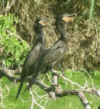 Neotropic Cormorant