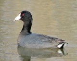 American Coot