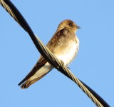 Northern Rough-Winged Swallow