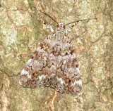 Little Lined Underwing