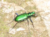 Six-Spotted Tiger Beetle