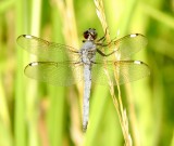 Spangled Skimmer