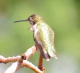 Ruby-Throated Hummingbird