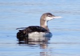Loons and Grebes