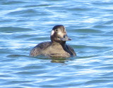 White-Winged Scoter