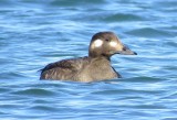 White-Winged Scoter