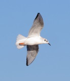 Bonapartes Gull