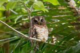 African-Wood-Owl-7389.jpg