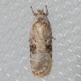 0874.1 Poison Hemlock Moth (Agonopterix alstroemeriana)
