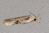 0874.1 Poison Hemlock Moth  (Agonopterix alstroemeriana)