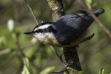 Red-breasted Nuthatch