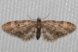 7543 Larch Pug Moth (Eupithecia annulata)