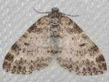 7640 Powdered Bigwing (Lobophora nivigerata)