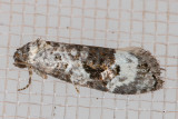 3589 (Apotomops wellingtoniana)