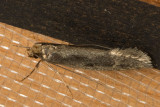 0404 (Tinea pallescentella)