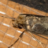 0404 (Tinea pallescentella)