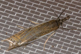 5345 Whitmer's Sod Webworm Moth (Crambus whitmerellus)