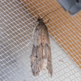 6007 American Wax Moth   (Vitula edmandsii)