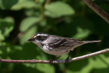 Black-throated Gray Warbler