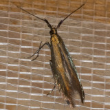 1398.2 (Coleophora deauratella)